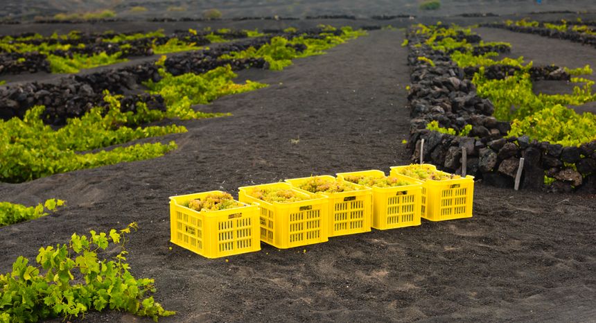 Producción de uva en La Geria.