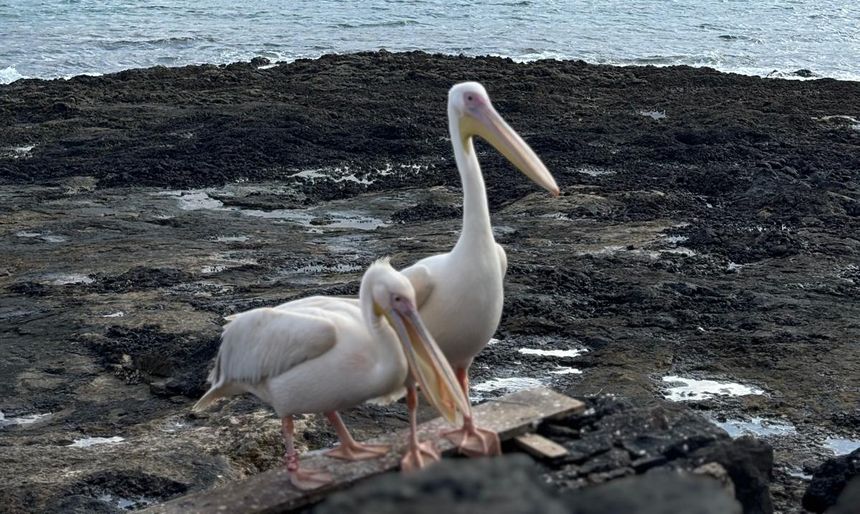 peli dos