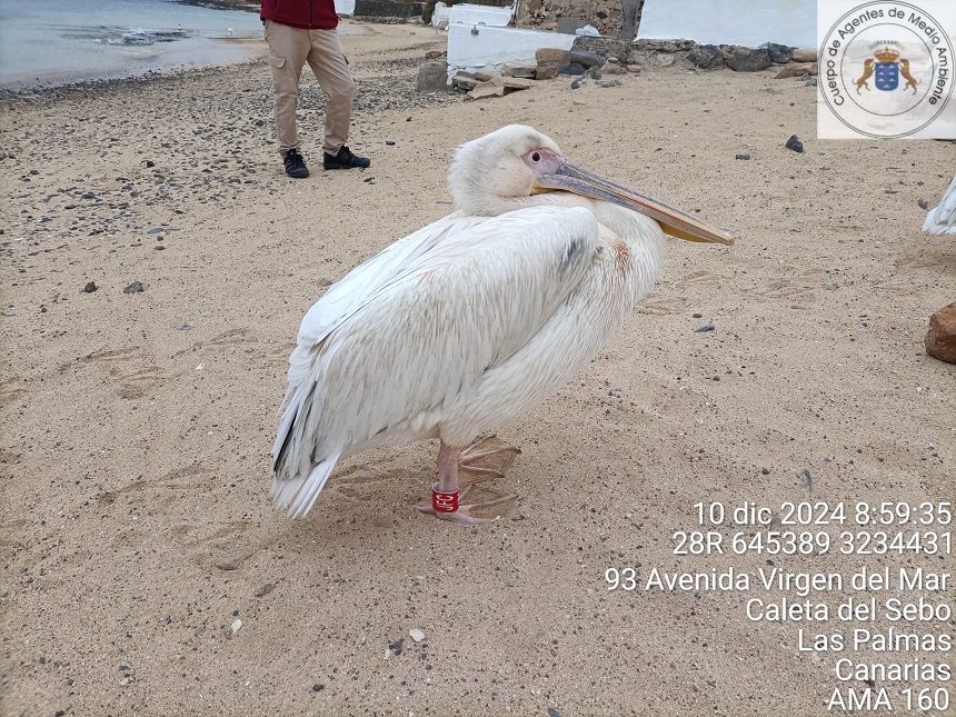 PELÍCANOS EN LA GRACIOSA 1