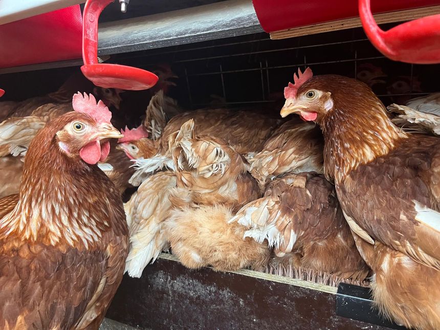 Gallinas utilizadas en la producción de huevos.