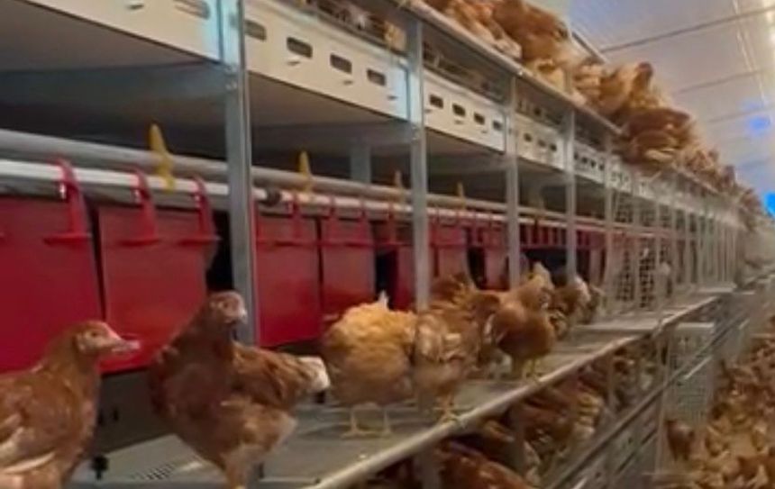 Zona en la que se encuentran las gallinas cuidadas por Rubén Rodríguez y sus hermanos.