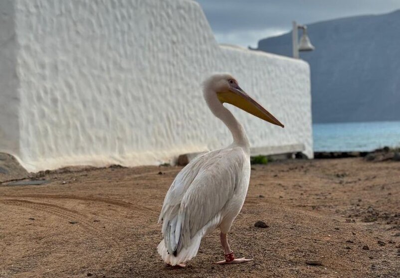 Uno de los pelícanos este fin de semana en La Graciosa con una anilla en una de las patas.