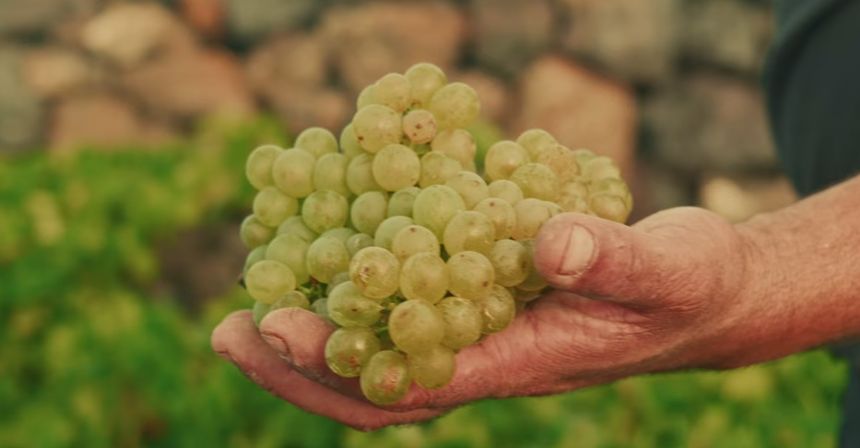 Uva utilizada en la producción de Arráez Bravo.