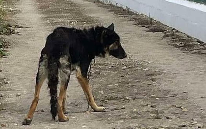 Imagen de un perro maltratado.