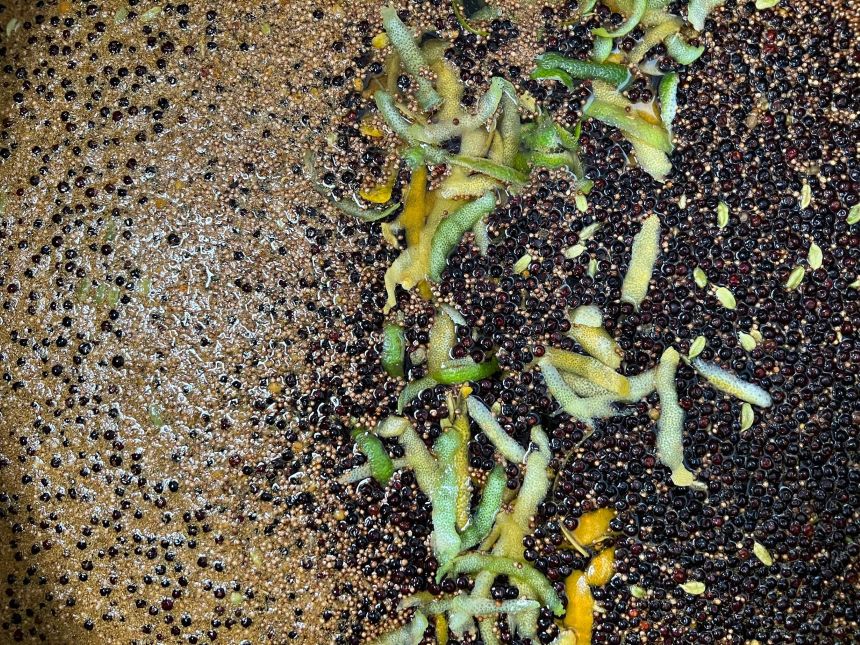 Materia prima para la elaboración de los productos de Bernardo´s Mermeladas.