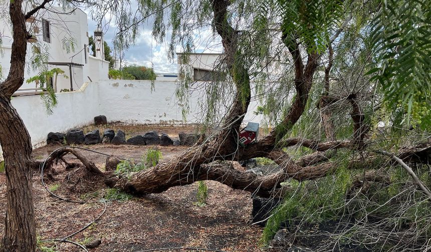 Las raíces de un árbol de una vivienda de Tahíche no soportaron tanta agua y terminó cayendo, por suerte sin consecuencias para los propietarios del inmueble