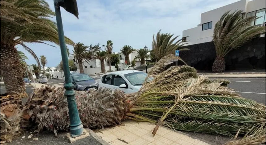 Imagen de archivo de otro día de viento que terminó con una palmera en Costa Teguise.