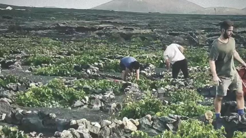 Los responsables de la Bodega arriendan y cuidas tierras para elaborar vino.