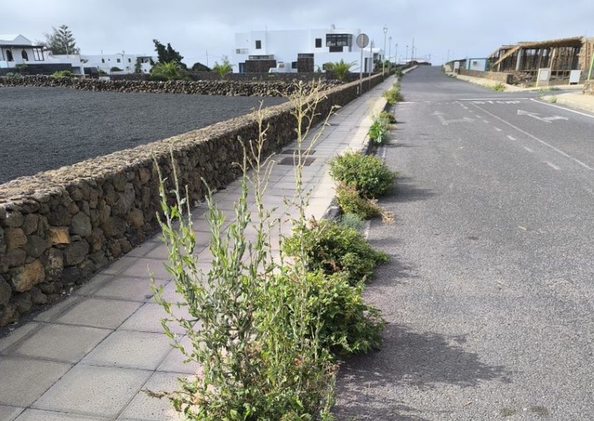 Ejemplo de los márgenes de carreteras llenos de hierbas que invaden las aceras
