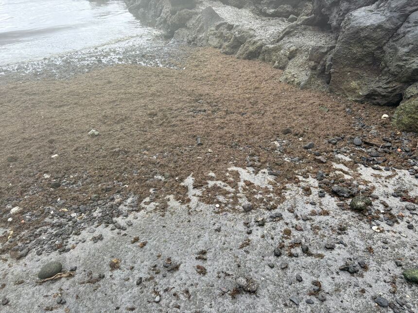 Investigation Confirms No Sewage Discharges in Punta Mujeres Amid Algal Bloom Concerns
