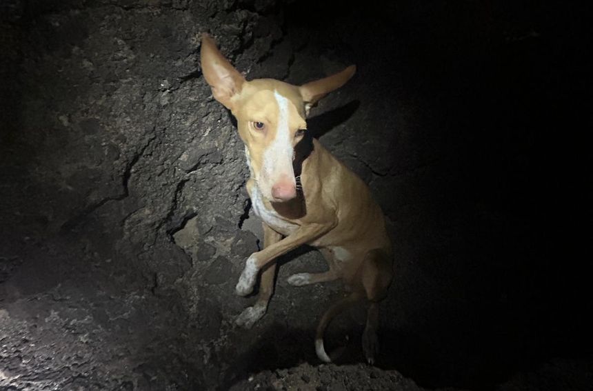 Perro rescatado por los bomberos este jueves.