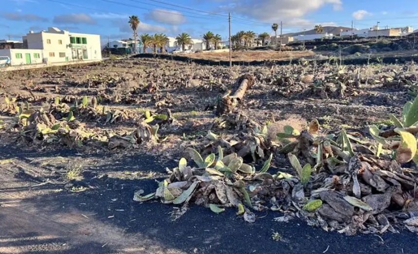 PSOE in Teguise Secures Unanimous Support to Revive Traditional Cochineal Farming in Guatiza and Mala