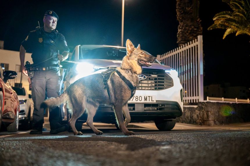 La Unidad Canina de la Policía Local de Arrecife apoya estos despliegues anti drogas en los espacios públicos de Arrecife.
