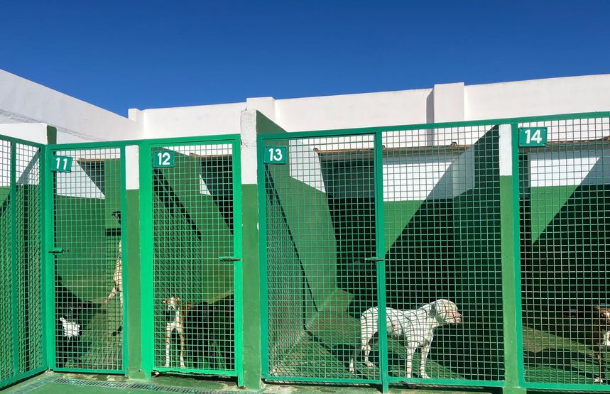 Los perros están en perfectas condiciones en las instalaciones.