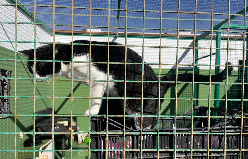 Los gatos también tienen un espacio en el Centro.
