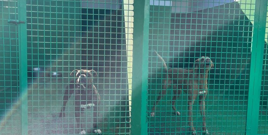 Actualmente hay 84 animales dentro del Centro.