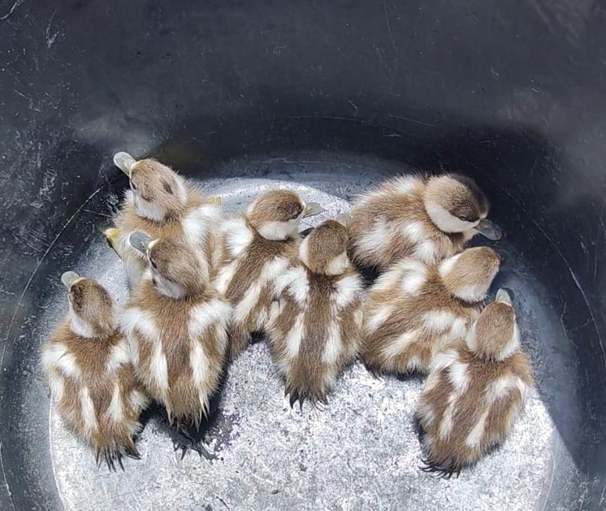 Las aves rescatadas se encontraban en perfecto estado