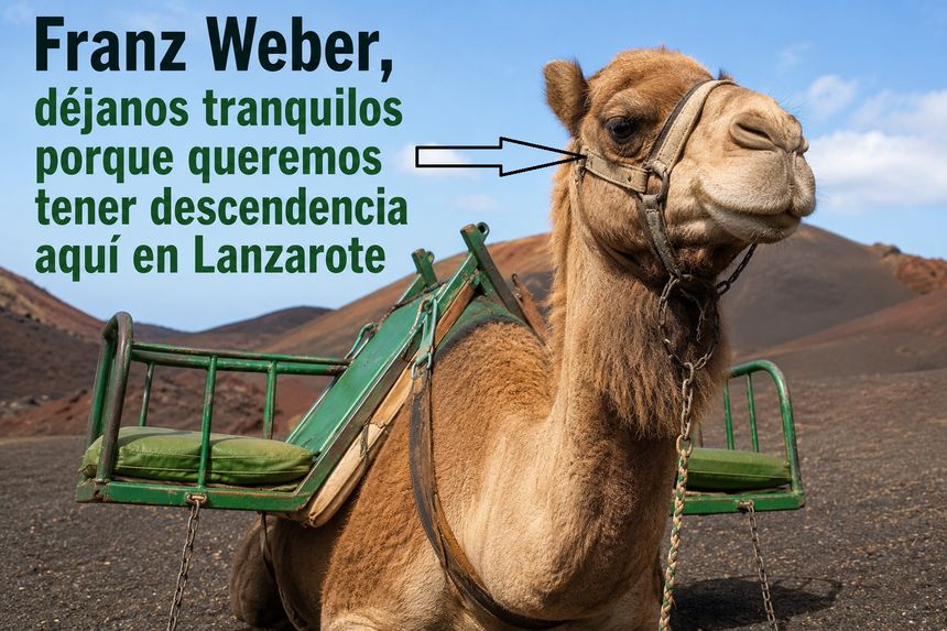 Camello de Lanzarote