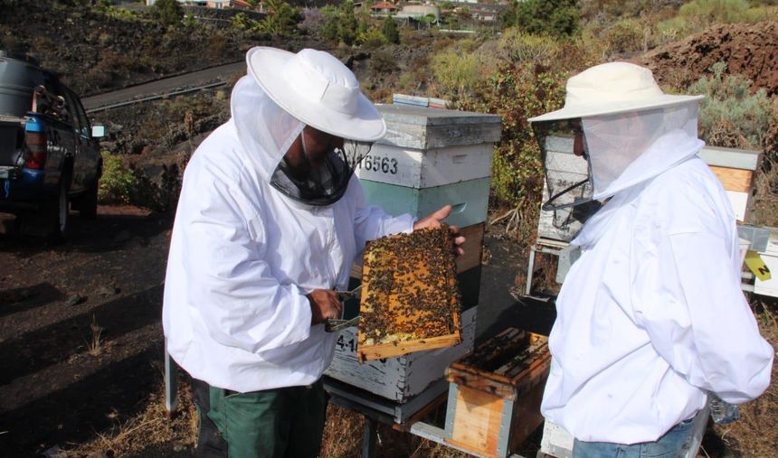 Las abejas en los panales de La Palma