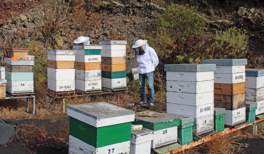 ENTREGA ABEJA REINA CANARIA (4)