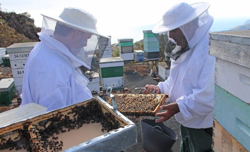 ENTREGA ABEJA REINA CANARIA (7)